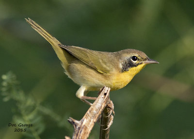 Common Yellowthroat