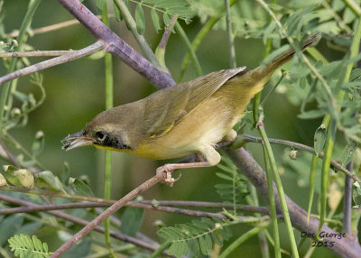 Common Yellowthroat