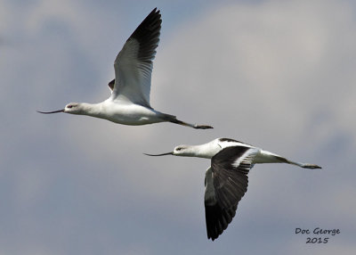 American Avocet