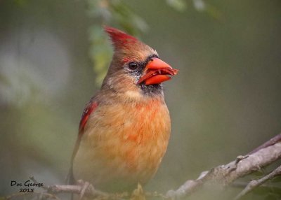 Northern Cardinal