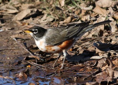 Leucistic Robin