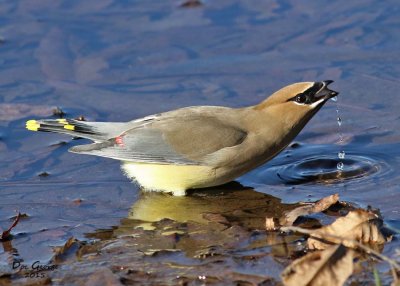 Cedar Waxwing