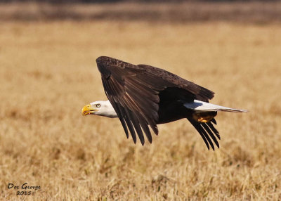 Bald Eagle