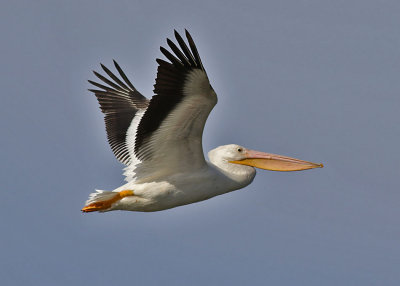 American White Pelican