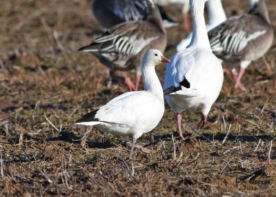 Ross's Goose With Snow Geese