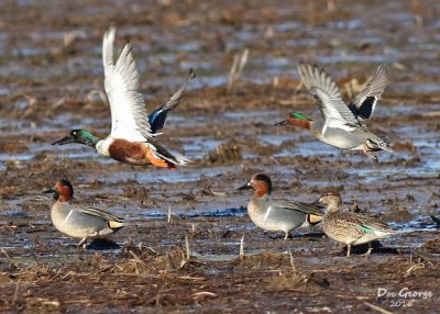 Green-winged Teal and Northern Shoveler