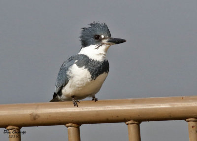 Belted Kingfisher