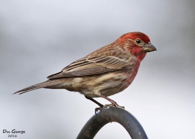 House Finch