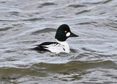 Common Goldeneye