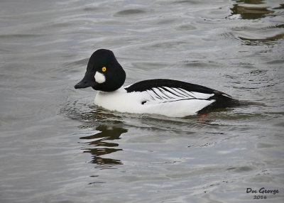 Common Goldeneye