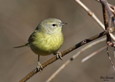 Orange-crowned Warbler