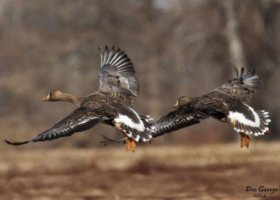 Greater White-fronted Geese