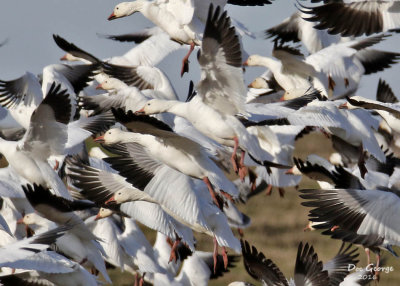 Snow Geese