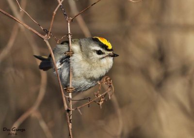 Golden-crowned Kinglet