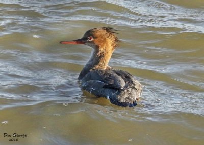 Red-breasted Merganser