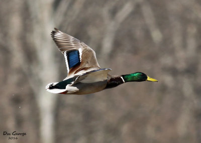 Mallard Drake