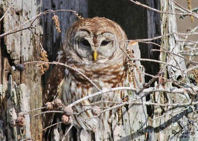 Barred Owl