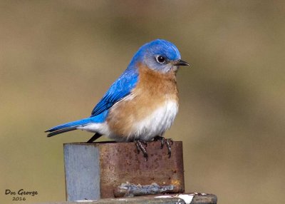 Eastern Bluebird