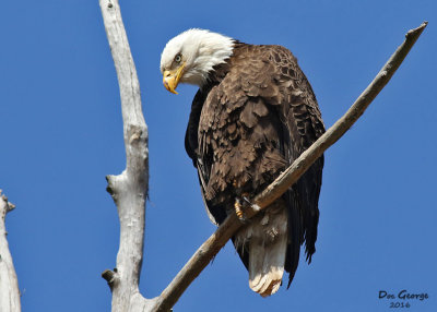 Bald Eagle