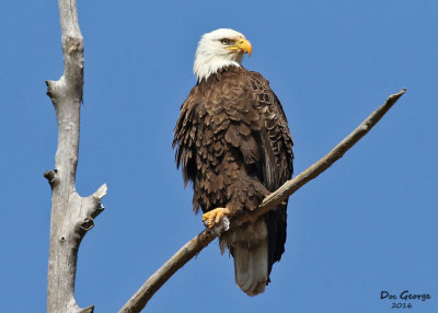 Bald Eagle