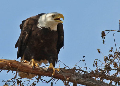 Bald Eagle