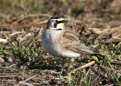 Horned Lark