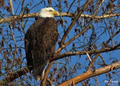 Bald Eagle