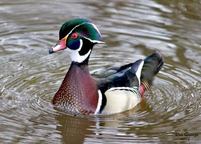 Wood Duck