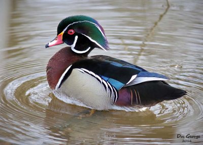 Wood Duck