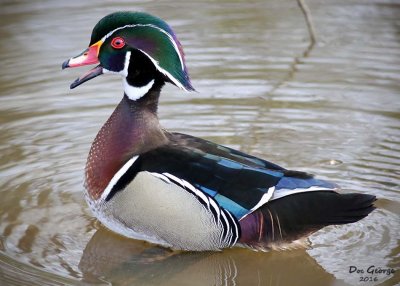 Wood Duck