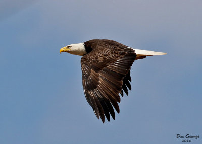 Bald Eagle