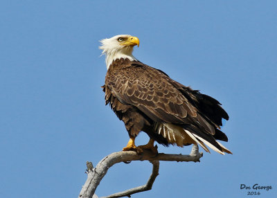 Bald Eagle