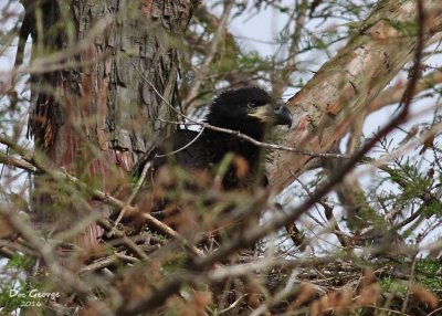 Bald Eagle Eaglet