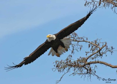 Bald Eagle