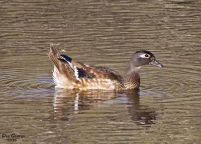 Wood Duck