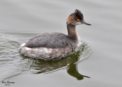 Eared Grebe