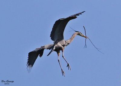 Great Blue Heron - Building a nest