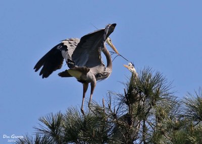 Great Blue Heron - with peace offering
