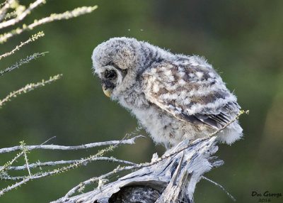 Barred Owl Owlet