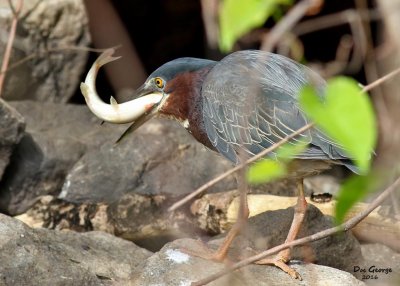 Green Heron having lunch