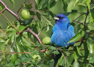 Indigo Bunting