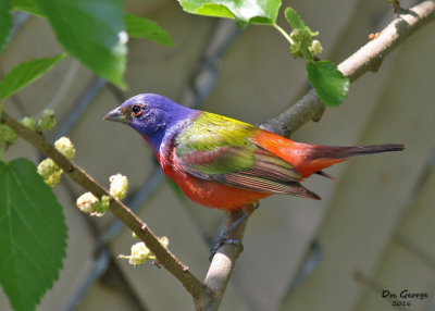 Painted Bunting