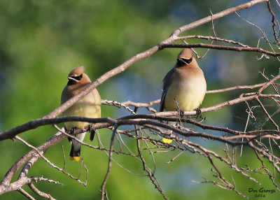 Cedar Waxwings