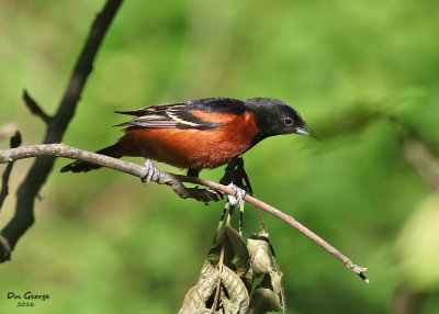 Orchard Orioles