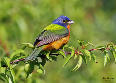 Painted Bunting