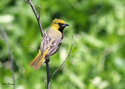 Orchard Oriole - Female Juvenile