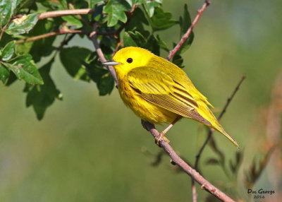 Yellow Warbler