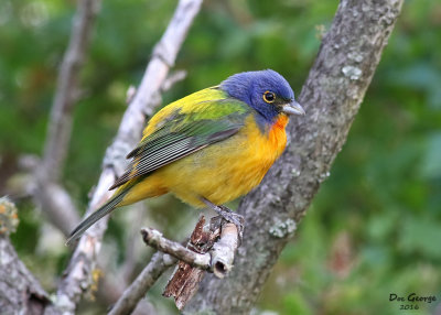 Painted Bunting