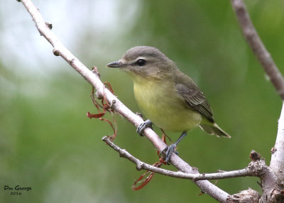 Philadelphia Vireo