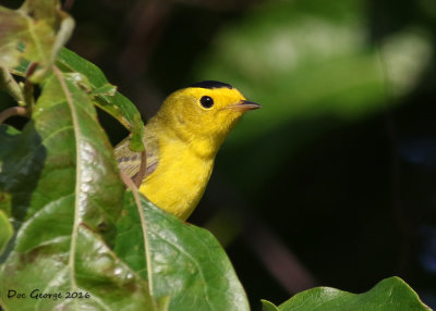 Wilson's Warbler